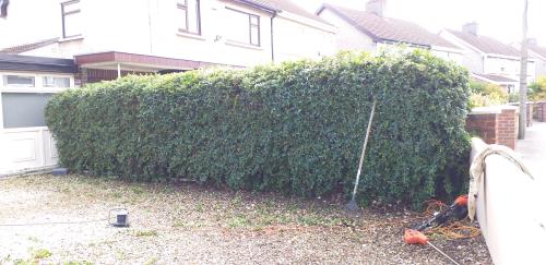 Hedge cutting